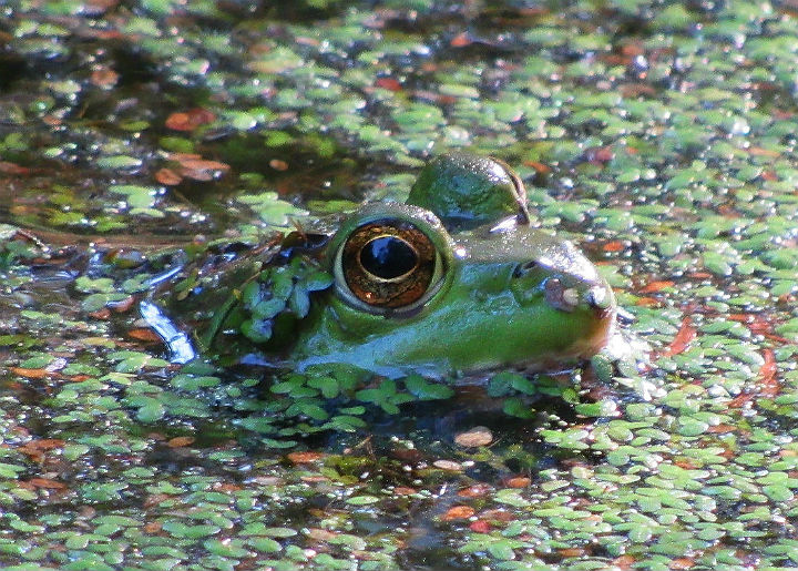 Green Frog